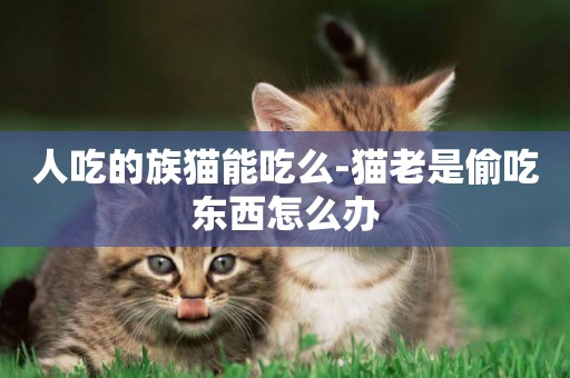 人吃的族猫能吃么-猫老是偷吃东西怎么办